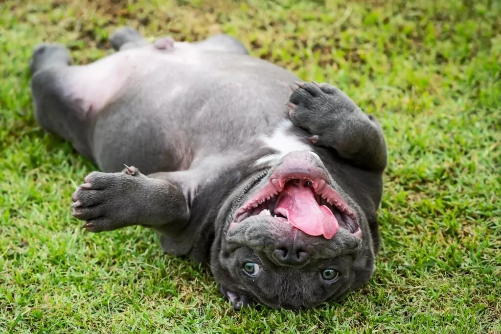 American Bully întins pe spate cu gura căscată pană la urechi, gata de joacă