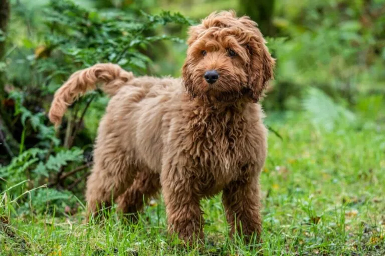 Câine din rasa Cockapoo în pădure