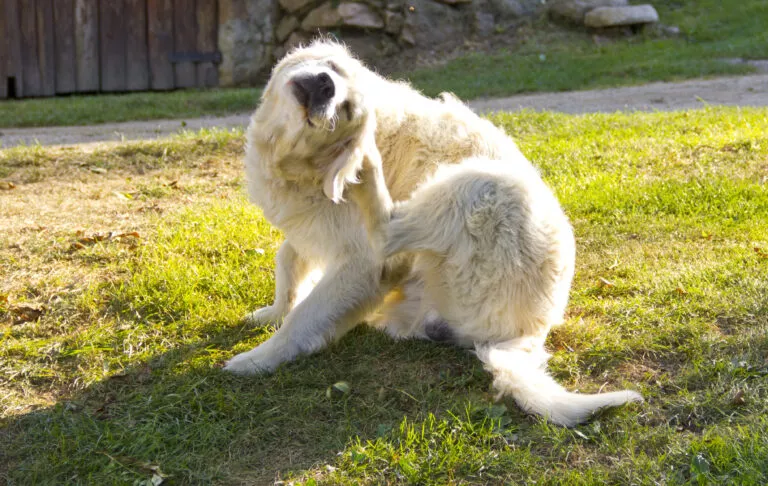 Câine Golden Retriever care se scarpină afară pe iarbă