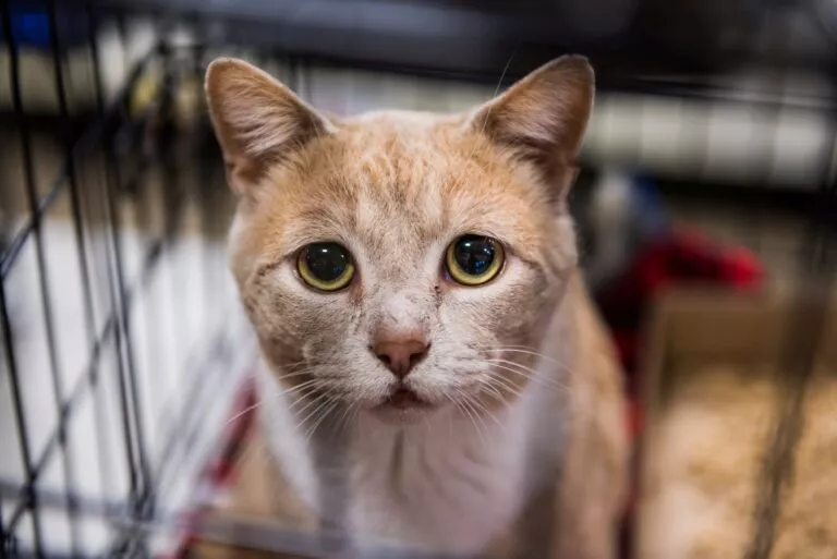 Portret de pisică tristă cu ochi mari care așteaptă să fie adoptată
