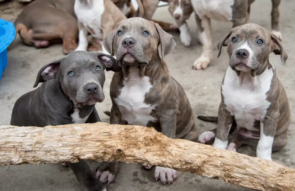 Trei pui de American Bully