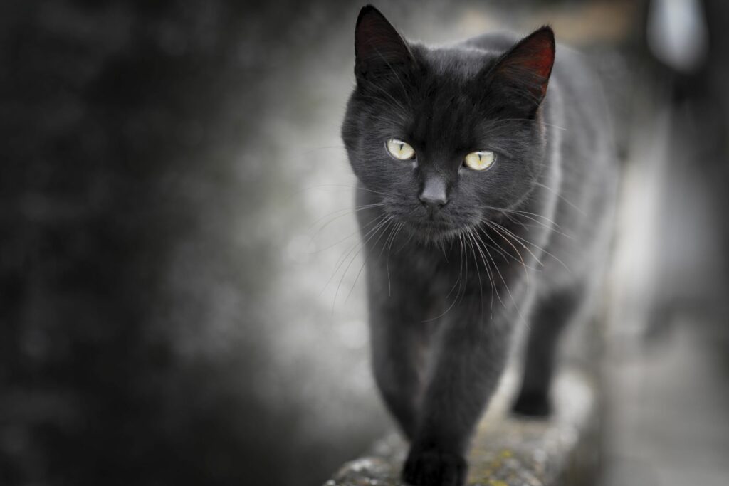 Pisică neagră care merge pe mijlocul unui gard de piatră