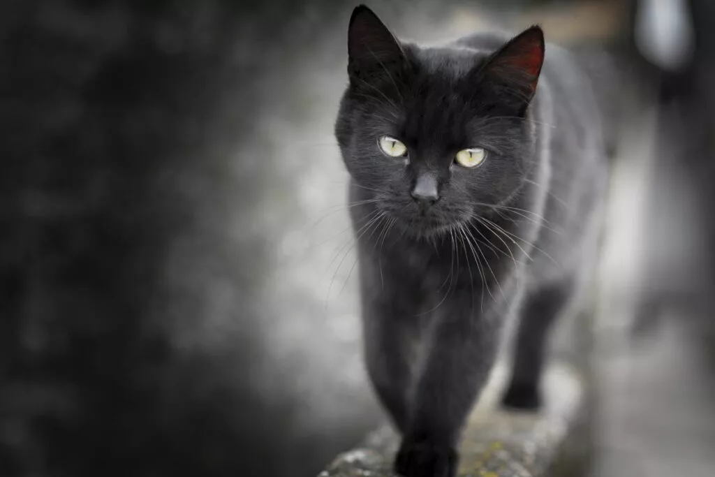 Pisică neagră care merge pe mijlocul unui gard de piatră