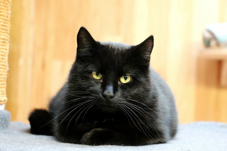 Pisică neagră cu ochi galbeni stă întinsă cu labuțele sub ea