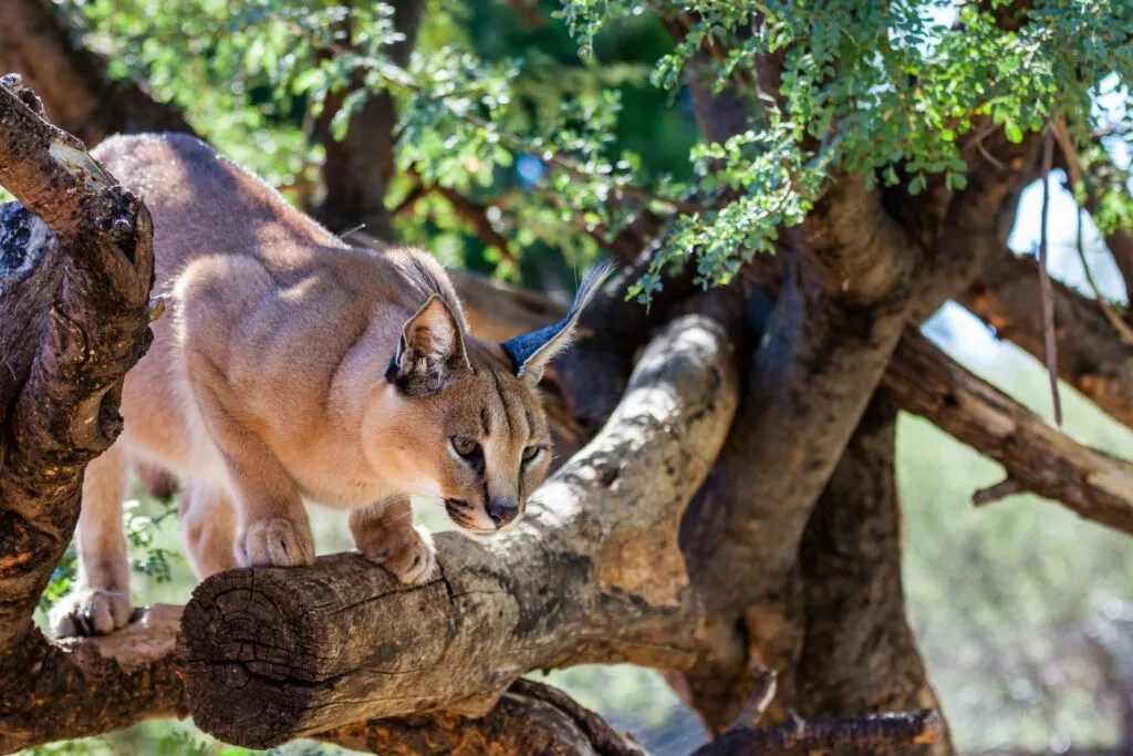 Caracal in copac