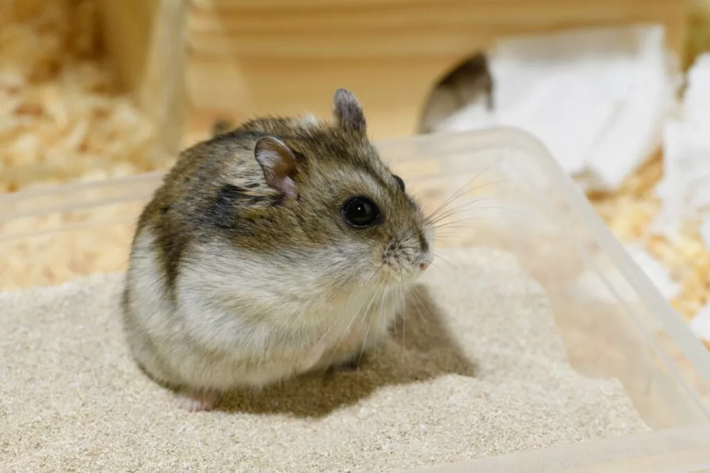 Hamster pitic Djungarian stă în baia de nisip