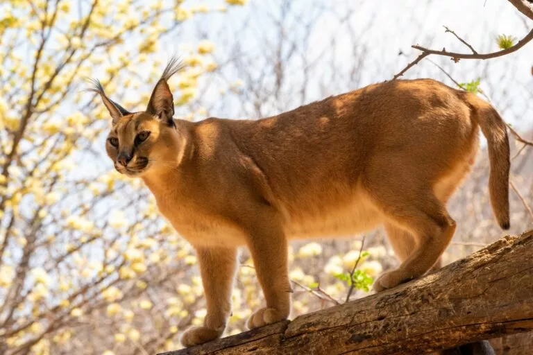 Caracal in sălbăticie pe un buștean. Poză din semi-porfil, animalul se uită în depărtare cu picioarele din spate ușor flexate.