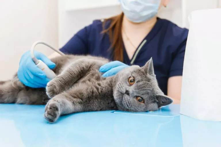 Pisică care face ecografie în cabinetul veterinar. Pisica albastru de rusia in clinica veterinara la ecografie