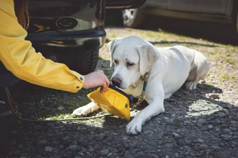 Labrador care bea apă dintr-un bol galben pentru călătorii lângă o mașină.