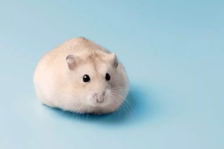 Hamster pitic pufos care se află pe un fundal albastru, fotografie de studio