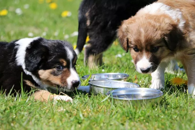 Pui de câine cu boluri de apă pe iarbă verde afară. câinii nu beau apă, trei pui de câine maro cu alb și negru