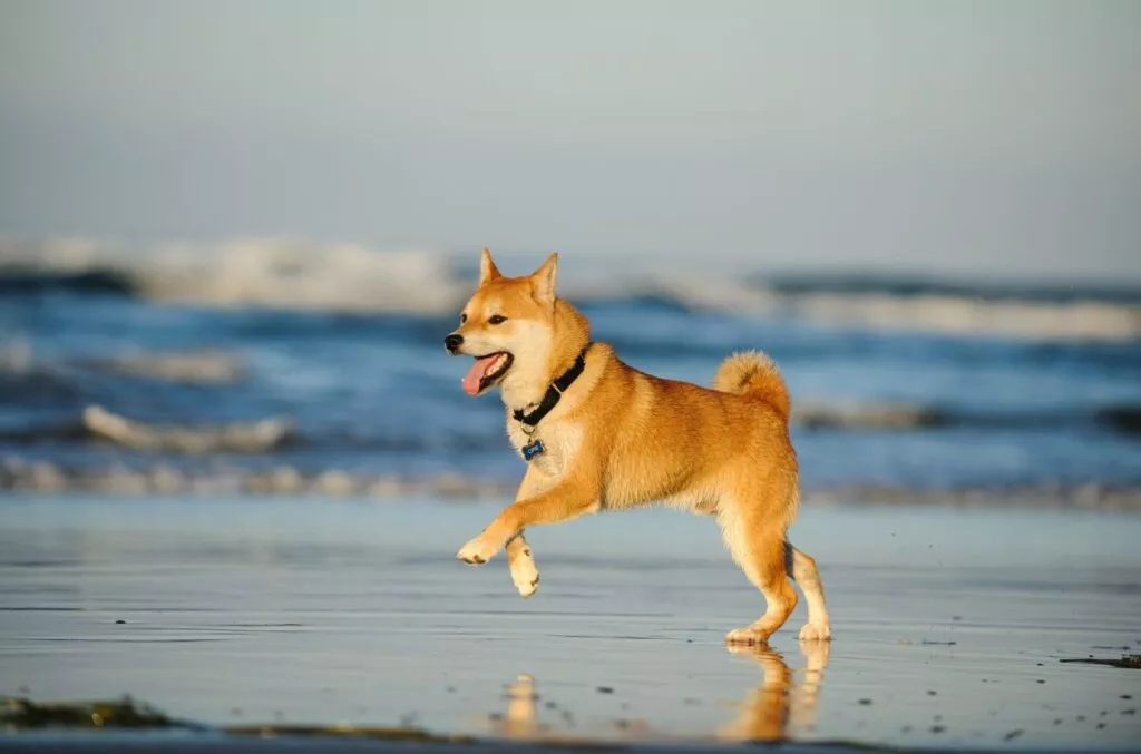 Shiba Inu care aleargă fericit pe plajă, valuri în fundal