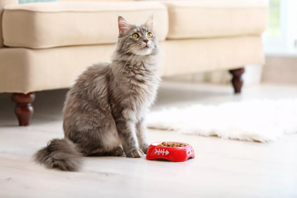 Pisică Maine Coon gri cu un bol roșu de mâncare în față, în fundal este o canapea bej, iar pisica se uită în sus