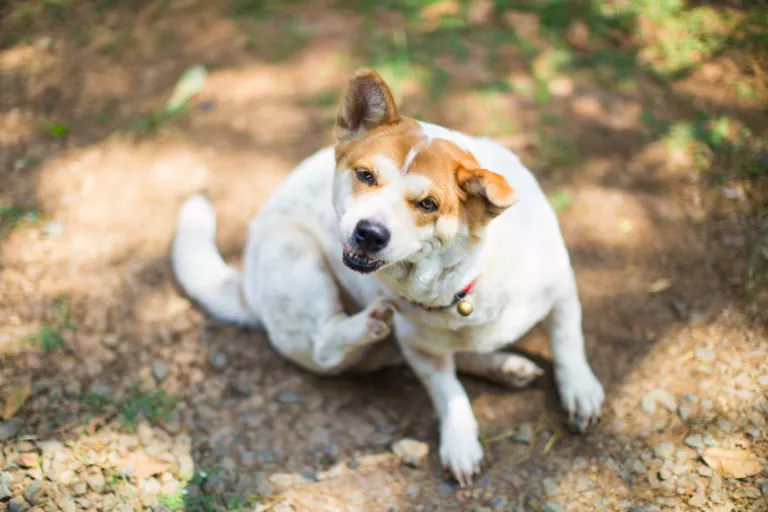 Caine care se scarpina-caine cu alergii Caine alb care se scarpina - zgarda rosie, caine cu alergii