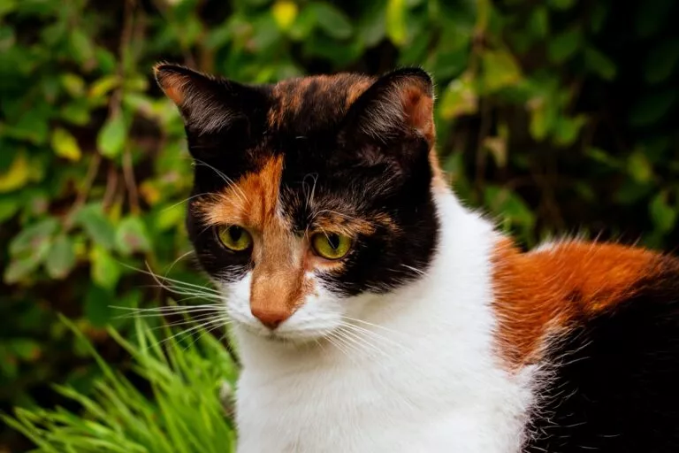 Pisica tărcată in trei culori calico afara, fotografie de aproape tip portret cu fundal verde