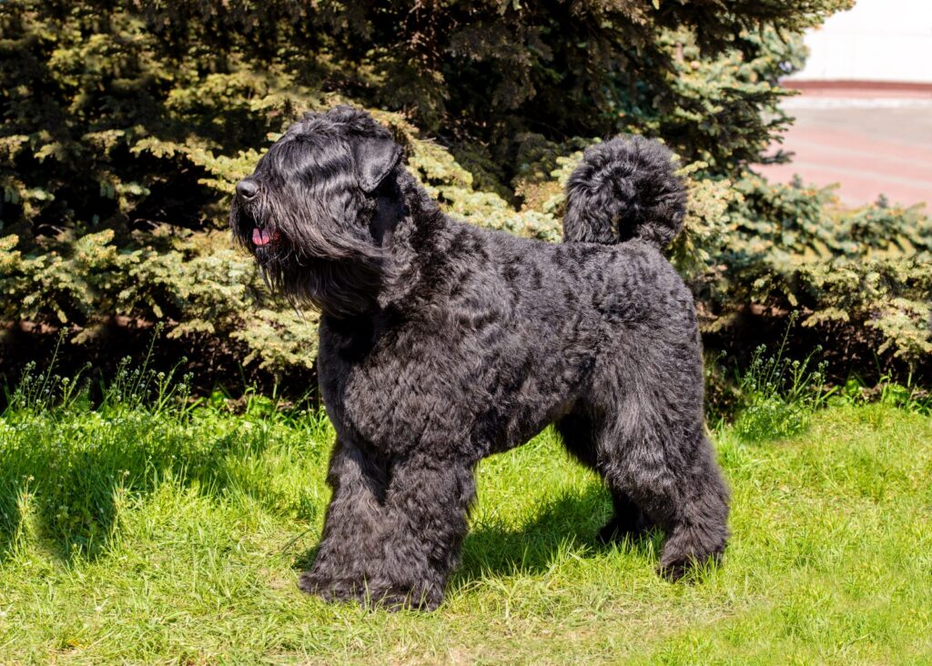 Câine ciobănesc de Flandra negru, stând pe iarbă în grădină cu limba scoasă afară. Fotografie din profil.