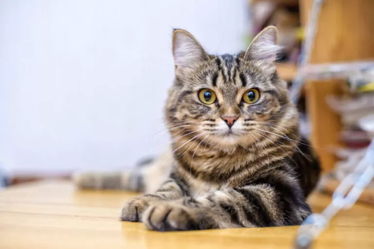 Portretul unei frumoase pisici cu dungi gri de aproape