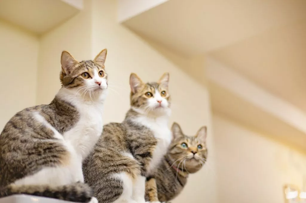 Giardia la pisici, trei pisici care stau una langa alta