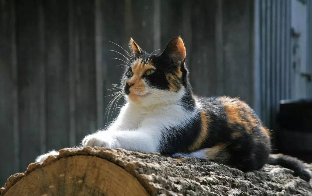 Pisica de curte - Calico pe un bustean tăiat