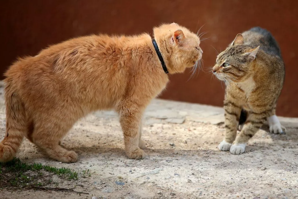 SIDA felină, pisici ale străzii care se ceartă