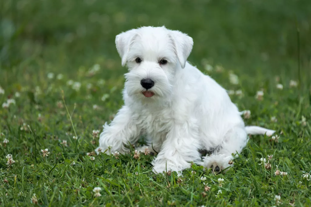 Pui alb de Schnauzer pitic