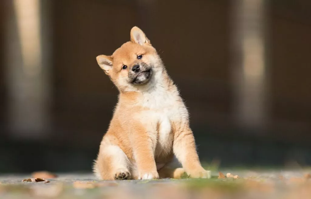 Un pui de shiba inu cu capul ușor dat într-o parte