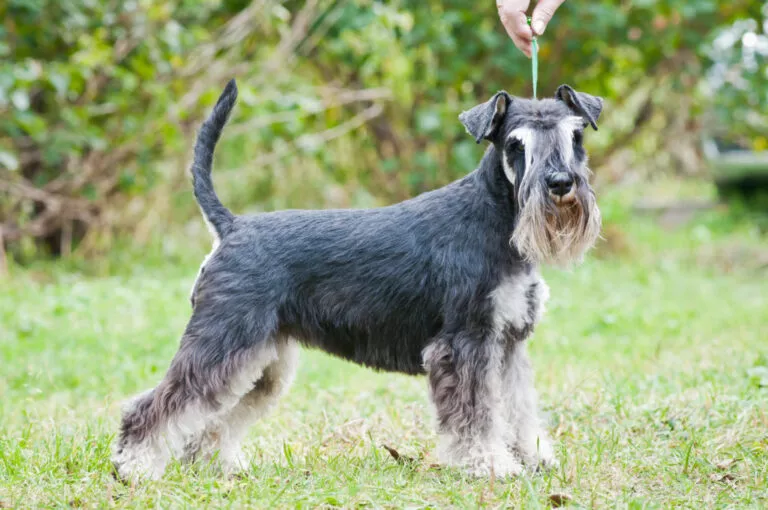 schnauzer pitic pe iarbă în parc
