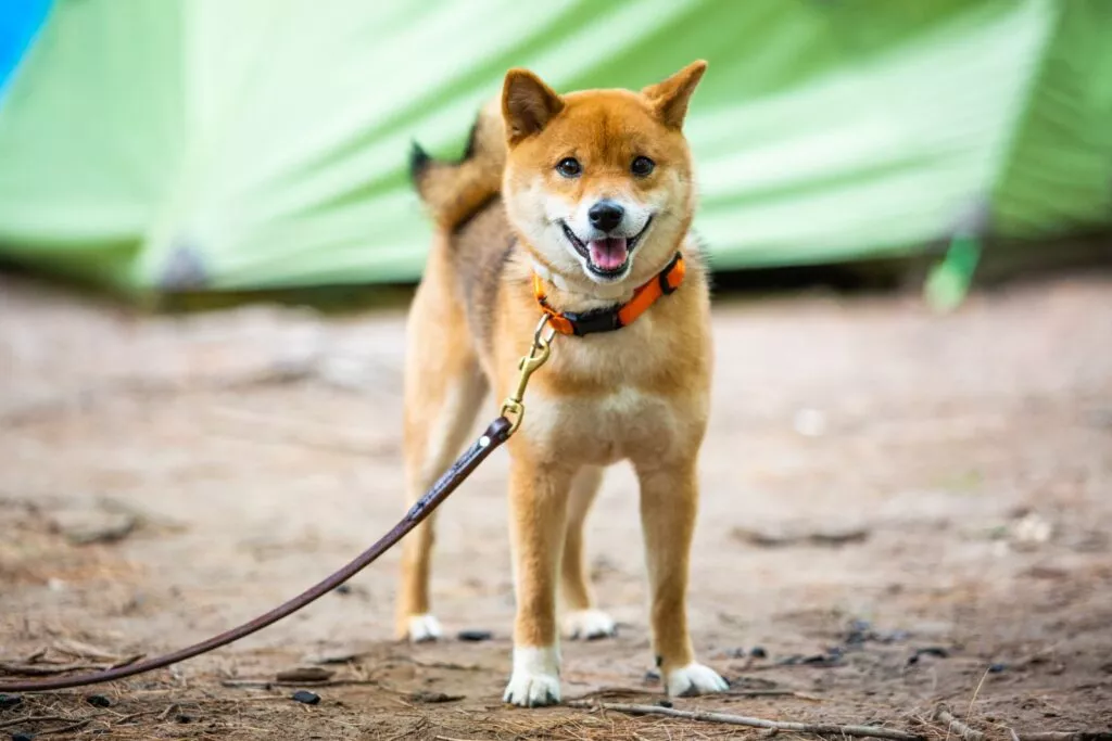 Caine japonez shiba inu fericit in lesă