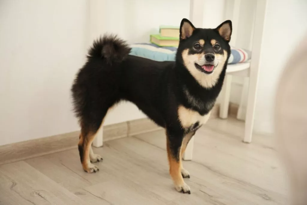 Câine Shiba Inu de culoare neagră