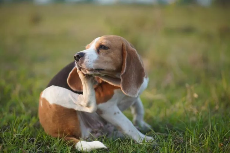 Beagle care scarpină la ureche, poza făcuta pe un câmp, câinele stă în fund în prim plan și se scarpină cu lăbuța din spate