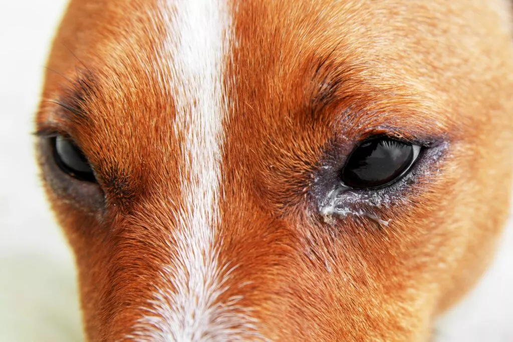 Infecție a ochilor câinelui - Câine cu ochi roșii iritați care suferă de ceva alergie. conjunctivită câini. Conceptul de îngrijire a sănătății animalelor de companie.