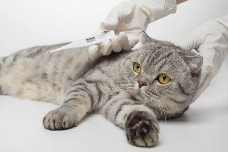 Pisica british shorthair are febra, mana veterinarului cu un termometru electronic in mana