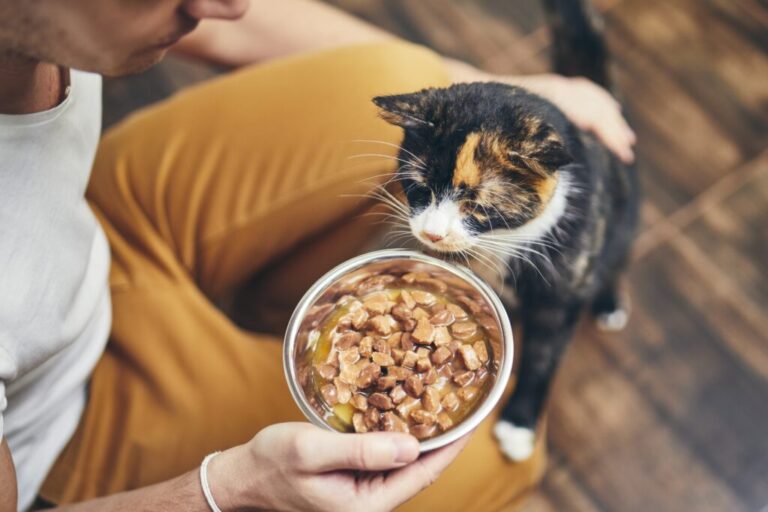 Pisica in brațele stăpânului miroase din mana acestuia un bol cu mâncare umedă