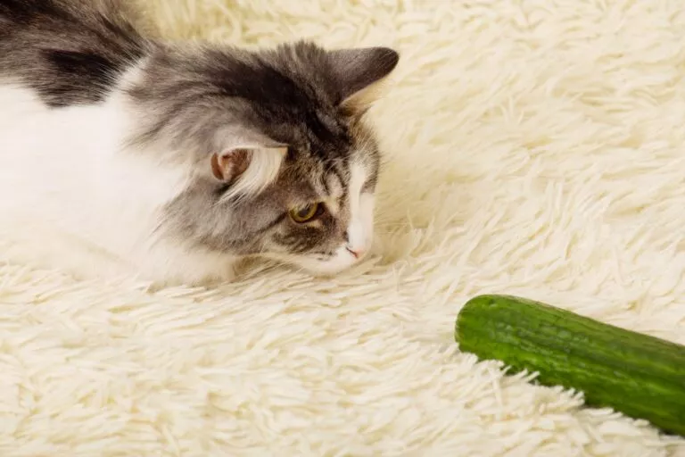 Pisică tărcată pe un covor pufos se uită curioasa la un castravete, le este frică pisicilor de castraveți
