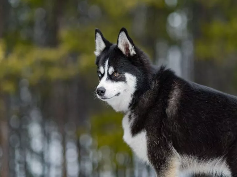 Câine Pomsky cu heterocromie a ochilor, forografie in padure