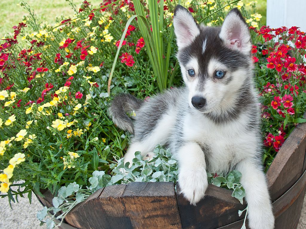 Pui de Pomsky Pui de Pomsky drăgălaș cu ochi albaștri, stă întins într-o jardinieră mare cu de flori roșii și galbene, afară în grădină