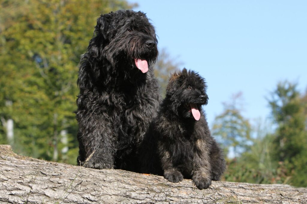 Doi Câini din rasa ciobănesc de Flandra