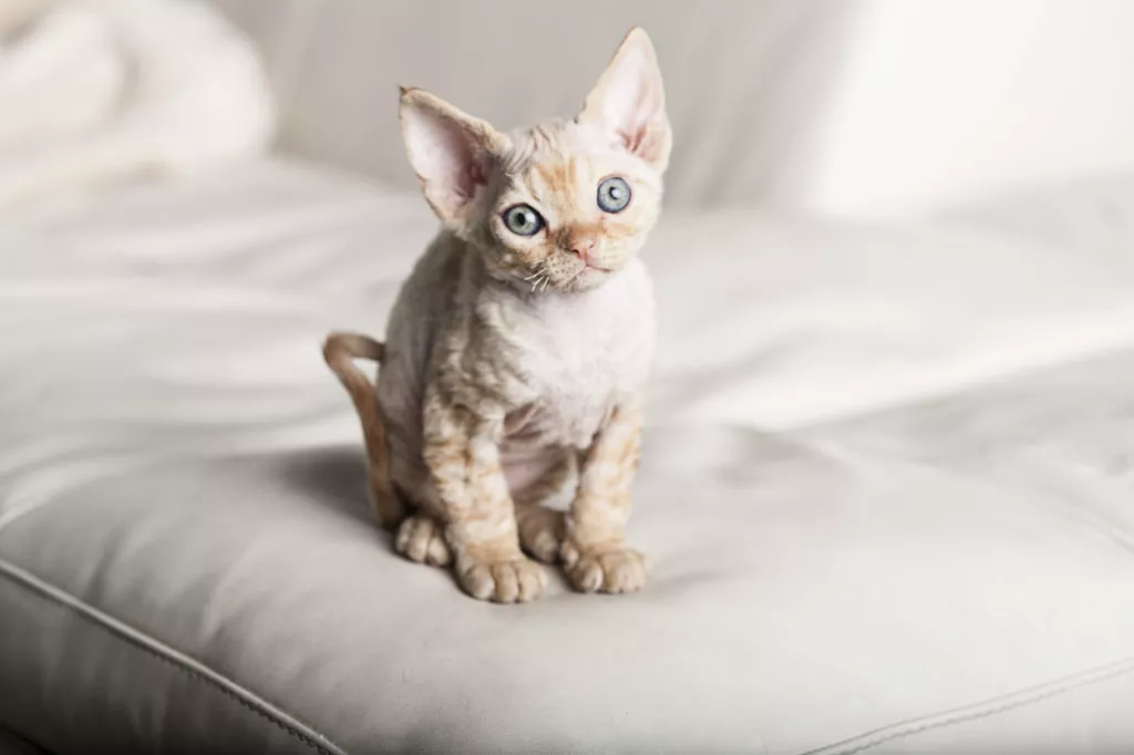 pui de pisica devon rex