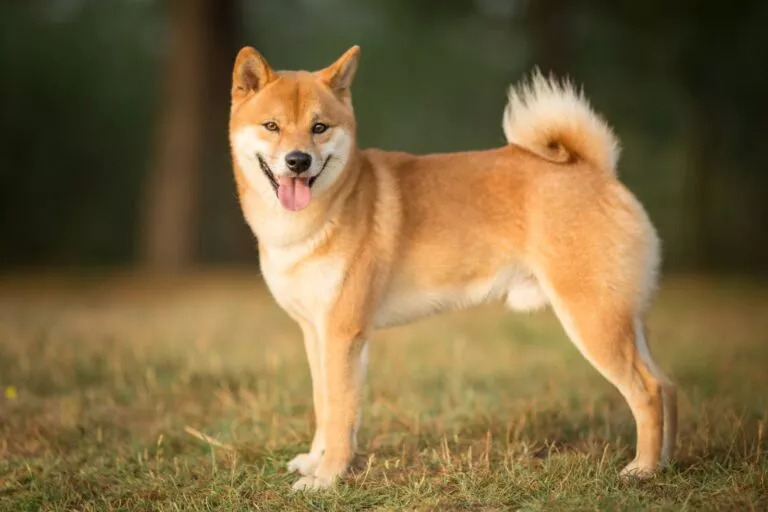 Câine Shiba Inu cu limba scoasă afară, câine adult pe iarbă în parc