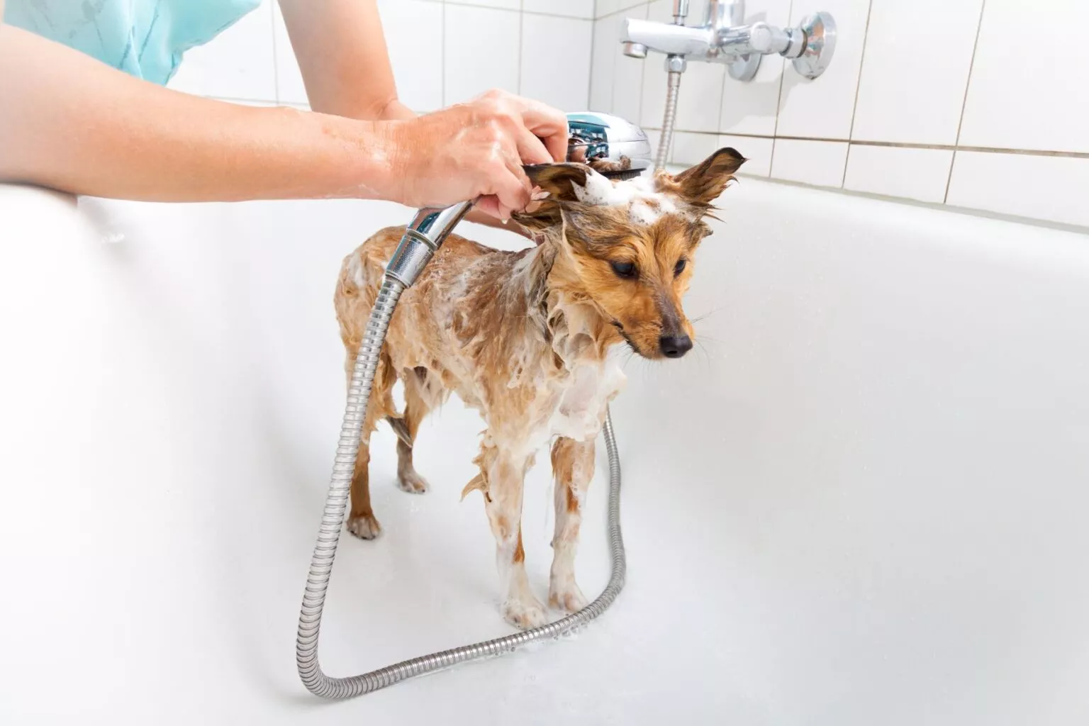 Shetland Sheepdog în cadă, cu spumă pe corp și pe cap, este clătit cu dușul.