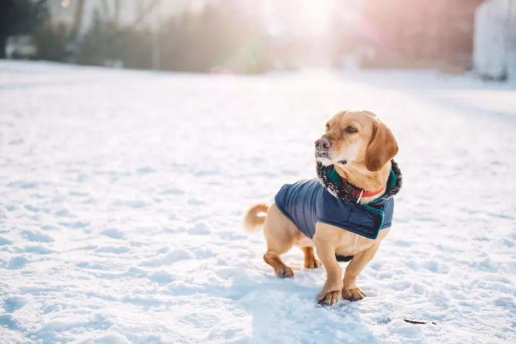 Câine în zăpadă, cu haină bleu