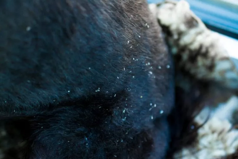 Blană neagră a unui câine care are mătreață. Articol despre mătreața la câini