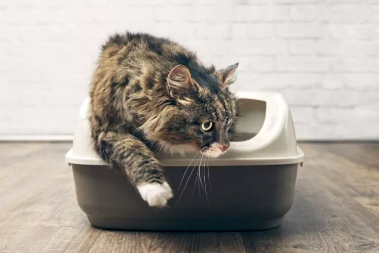 Articol despre diareea la pisici, Maine Coon in litieră