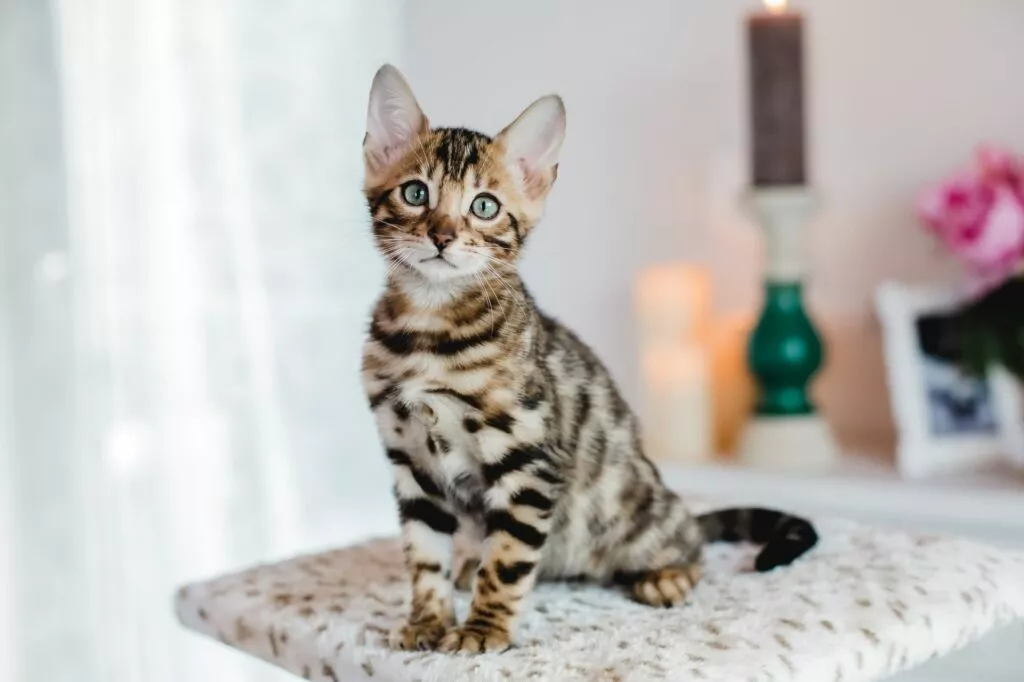 Pui de Pisical Bengal