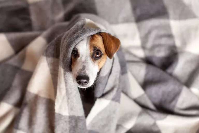 Câine sub o pătură gri in carouri