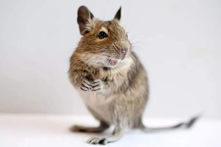 Portret de studio, veverița degu pe fundal alb