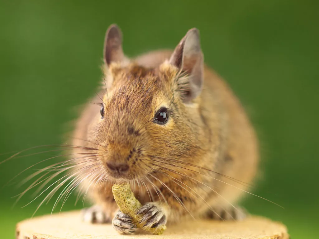 Degu de aproape, veverița mănâncă mâncare uscată