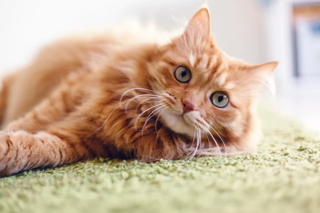 Portretul unei pisici haioase, blana roșcată și ochi verzi