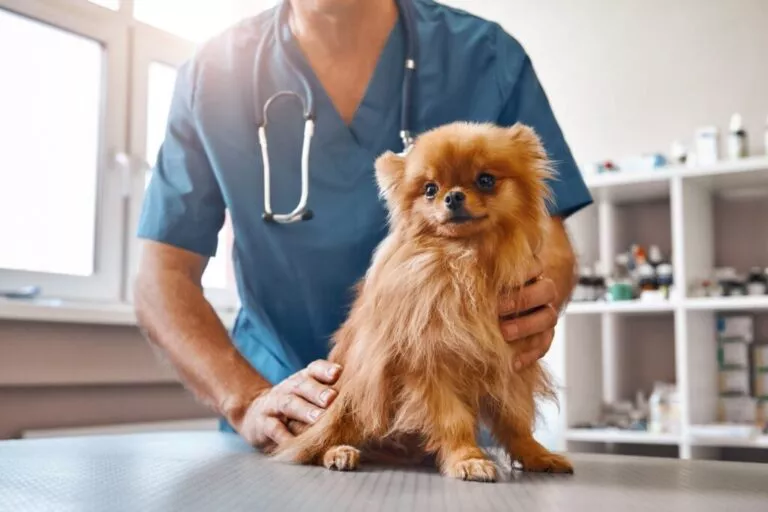 Pomeranian maro pe masa veterinarului, consultație epilepsie la câini