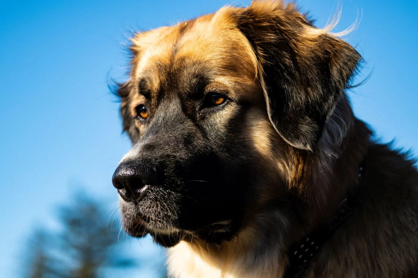 Germanischer B&auml;renhund Aussehen